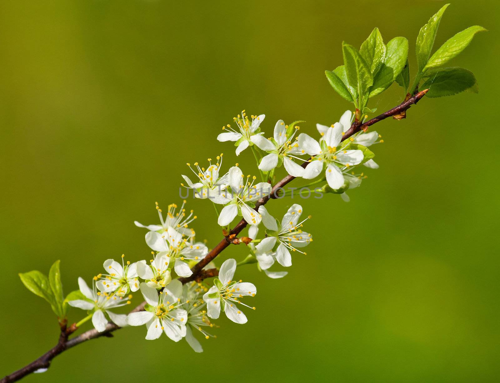 blossoming plum tree in spring