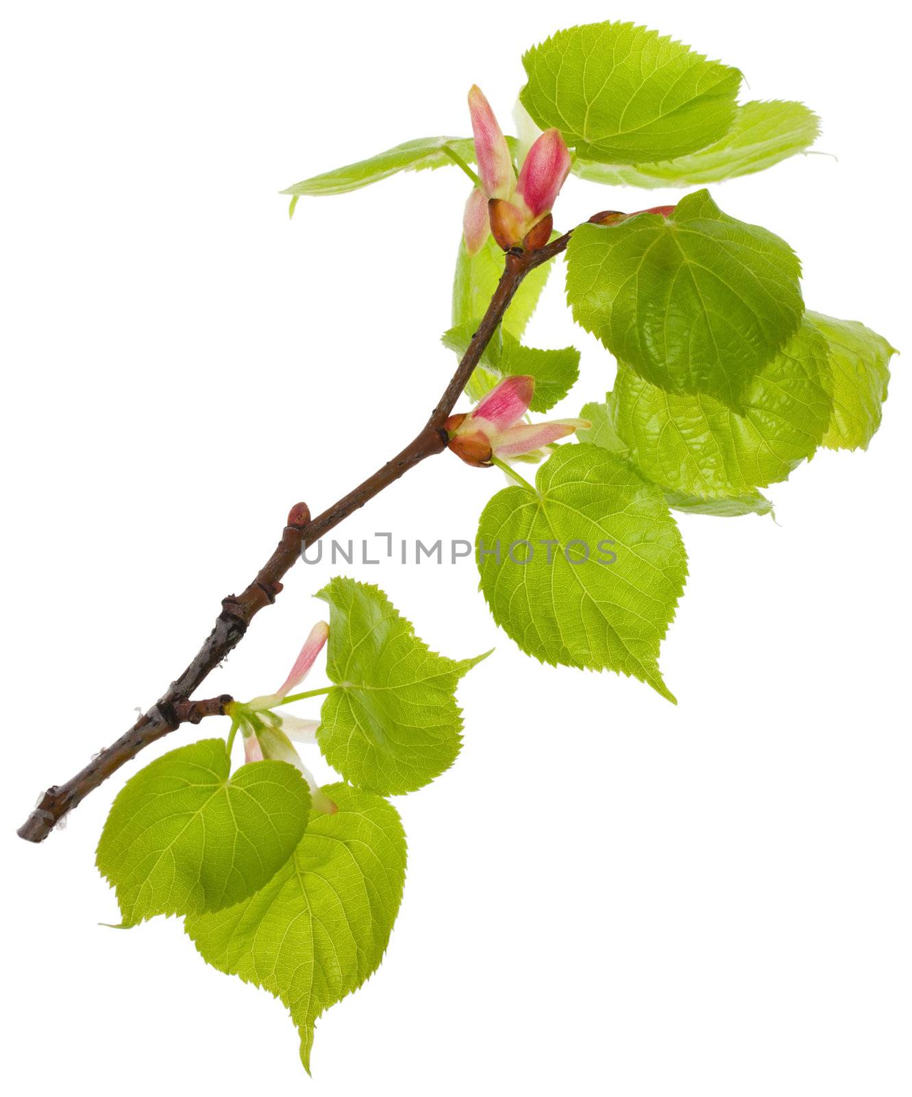 close-up linden branch with new leaves, isolated on white