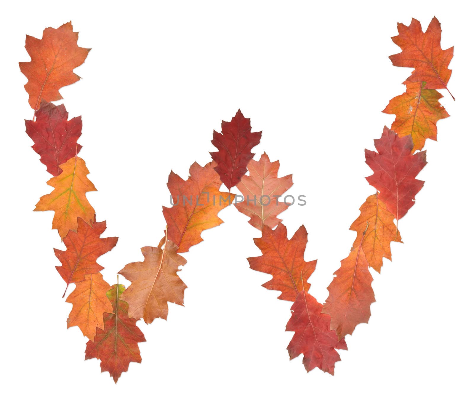 letter W made of oak autumn leaves