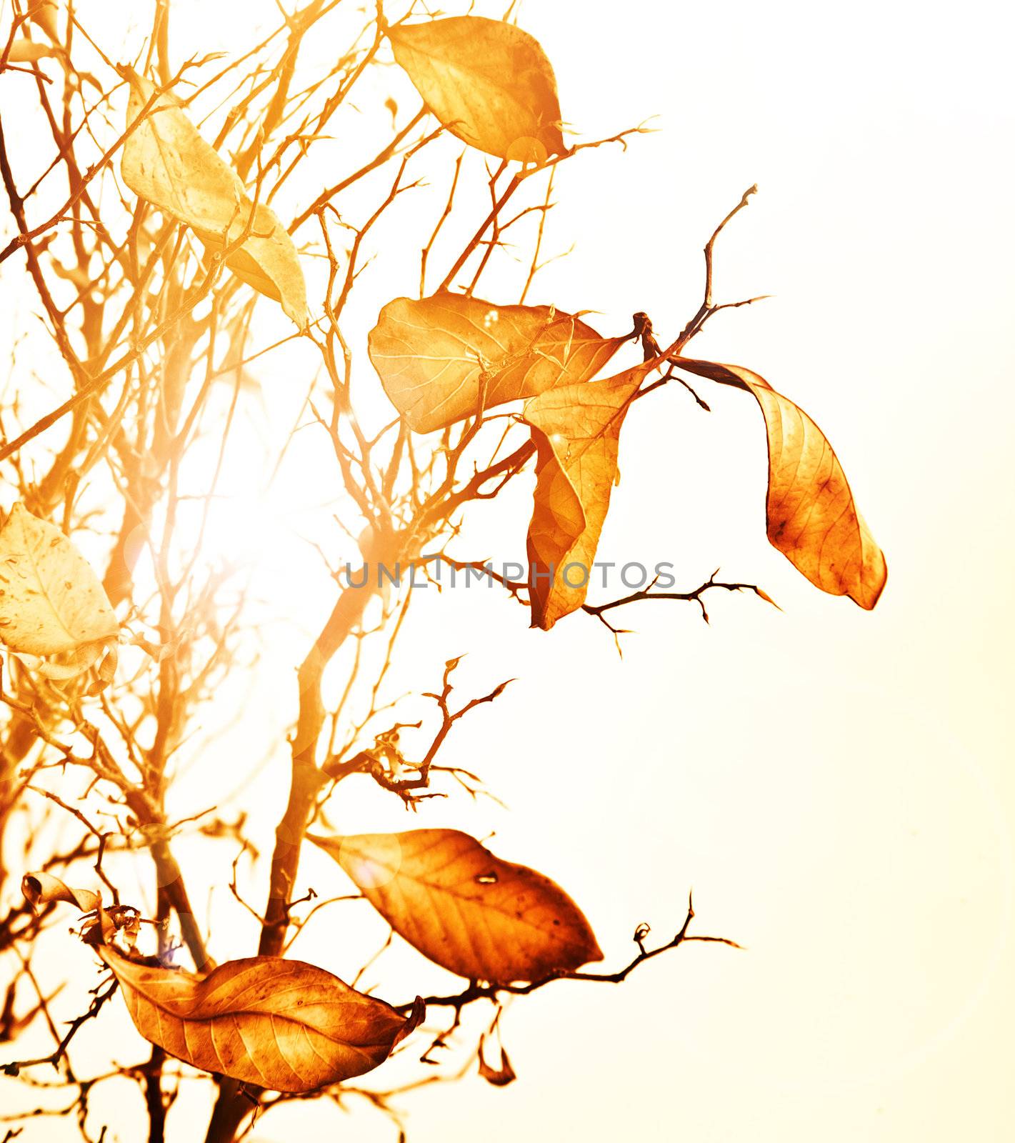Autumn leaves background by Anna_Omelchenko