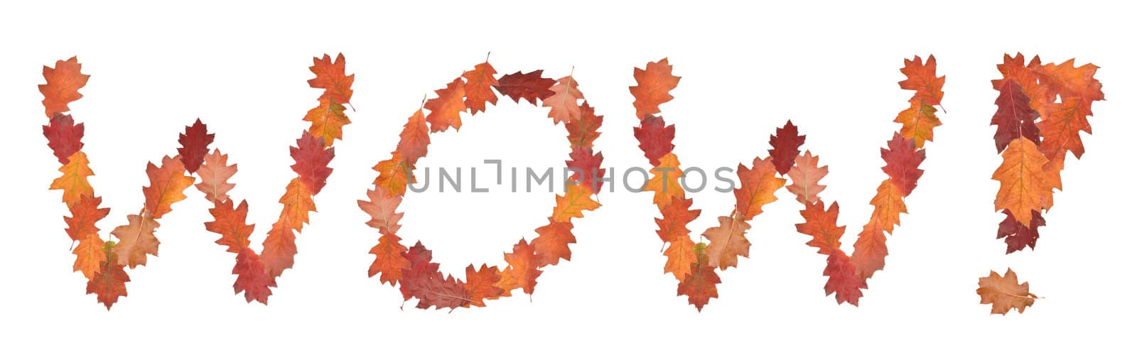 word wow made of autumn leaves as a button