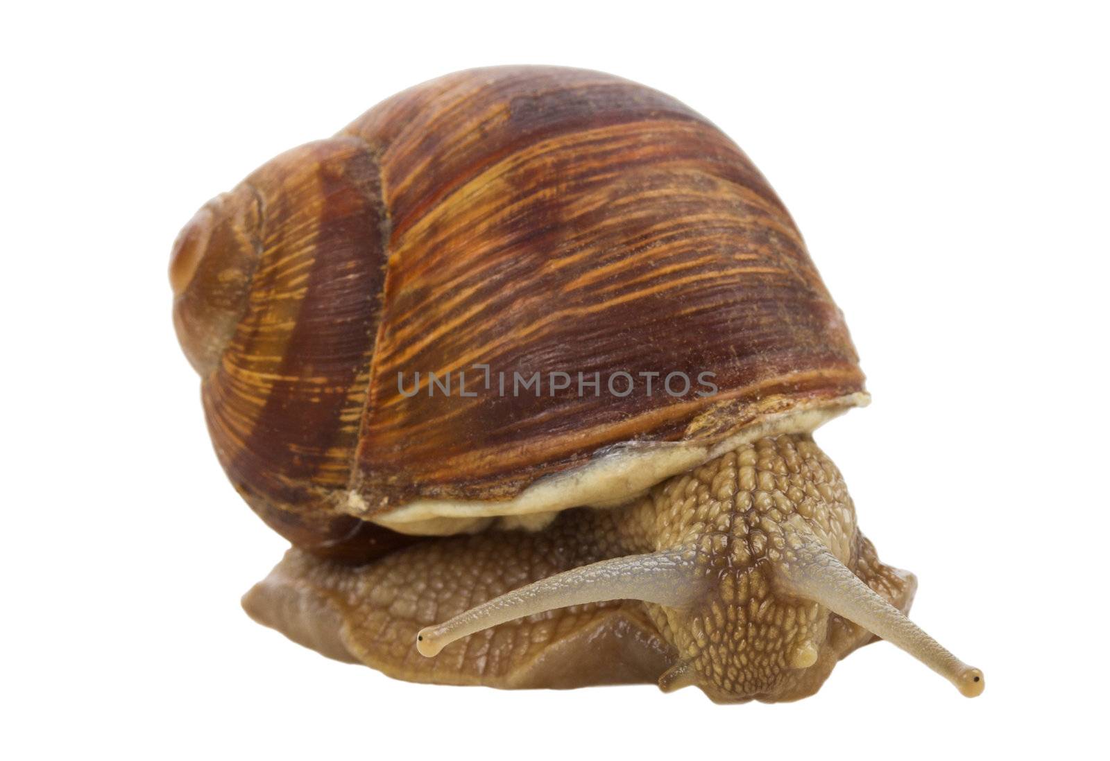 close-up big snail, isolated on white