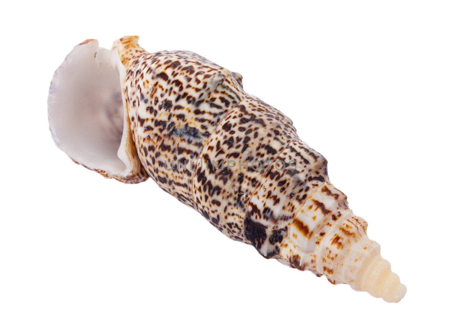 close-up seashell, isolated on white