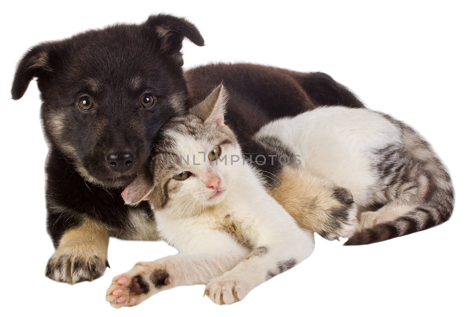 puppy and cat by Alekcey