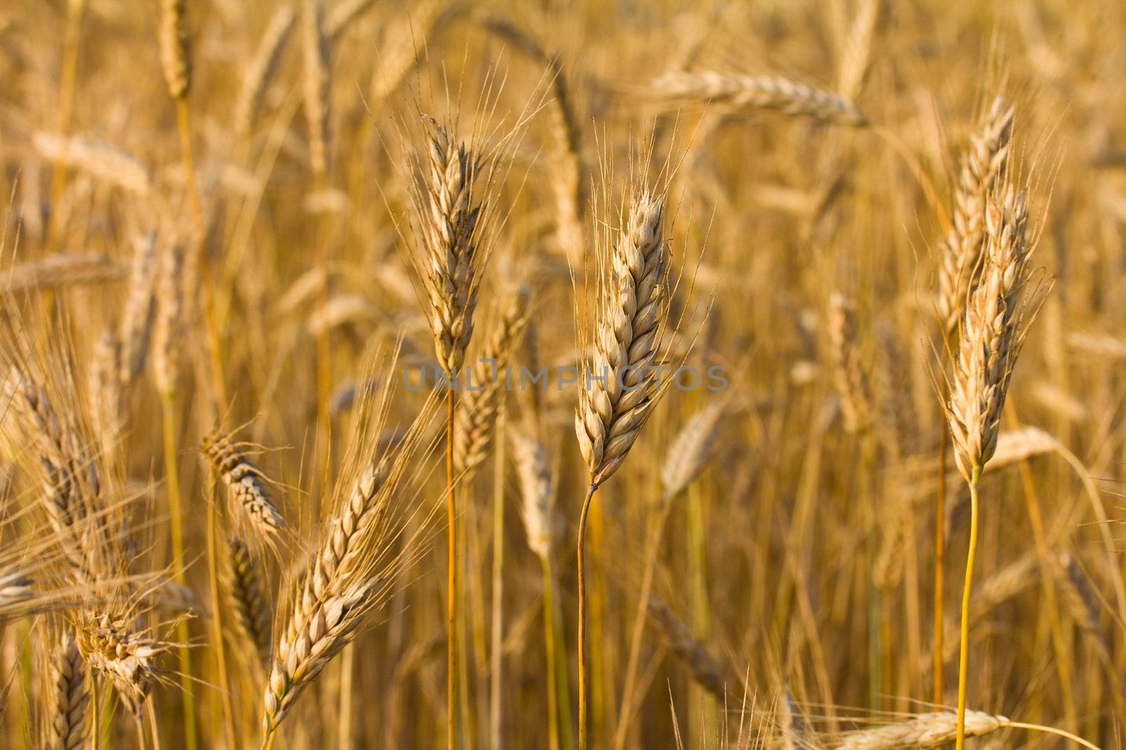 field with ripe rye background
