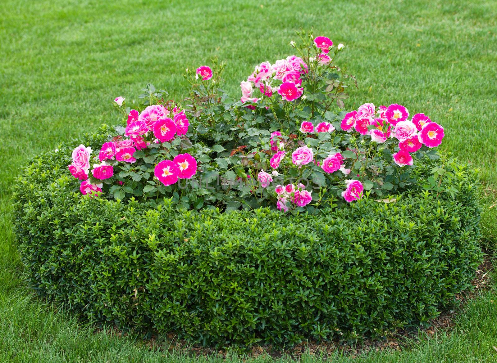 flowerbed with roses by Alekcey