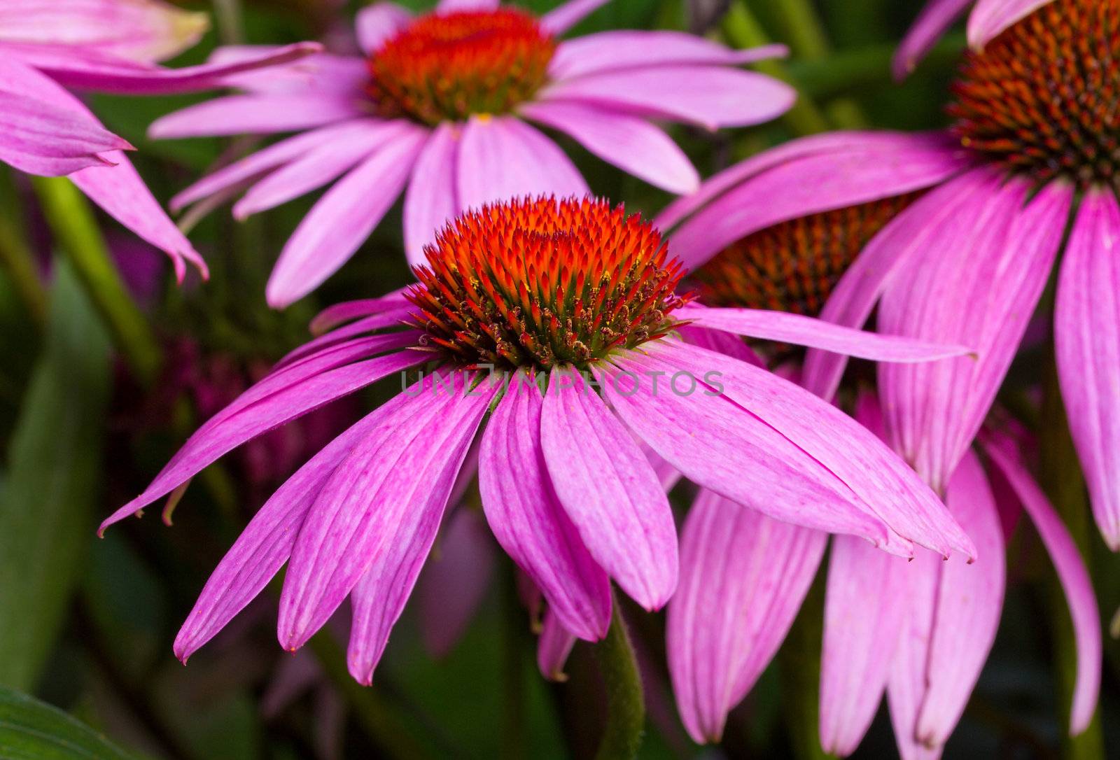 echinacea flowers against green background