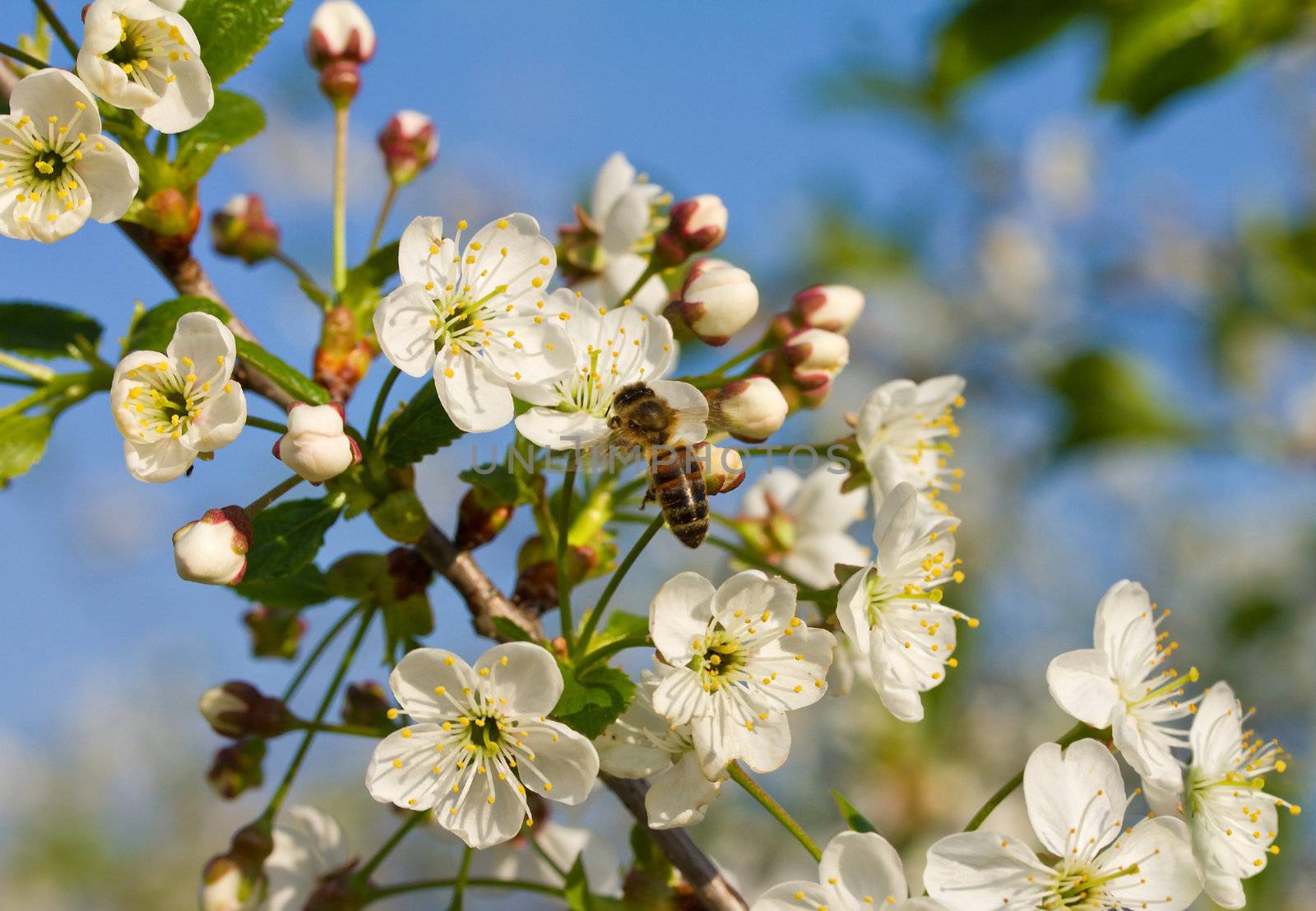 honeybee pollinating flowers of cherry by Alekcey