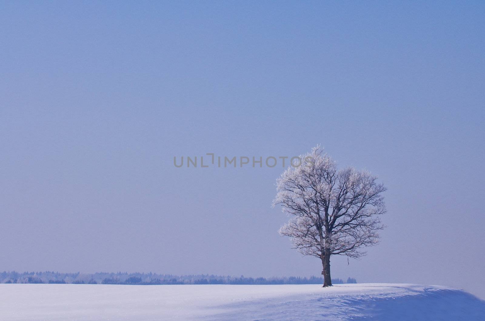 lonely oak tree in winter