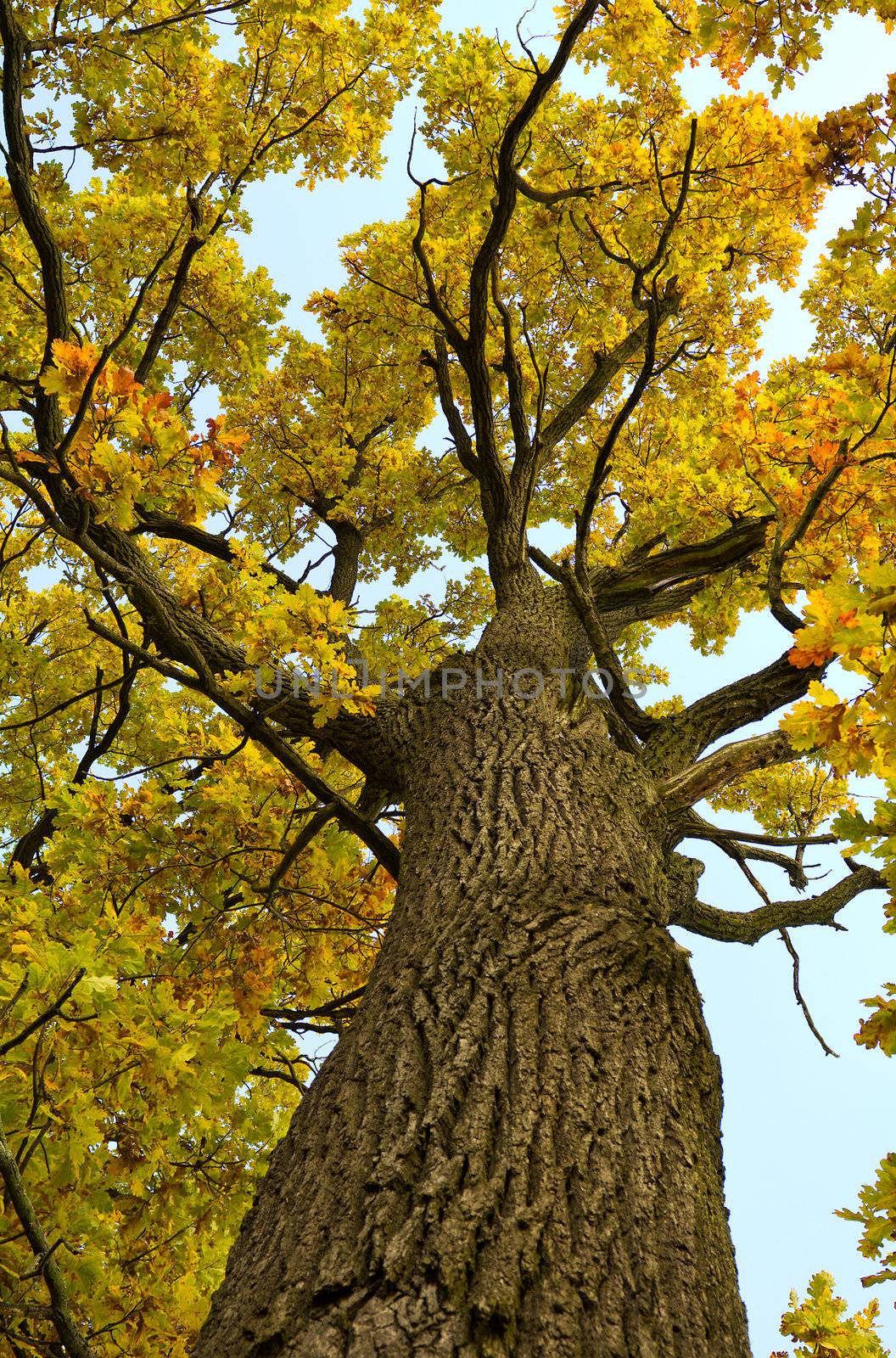 oak tree in autumn by Alekcey