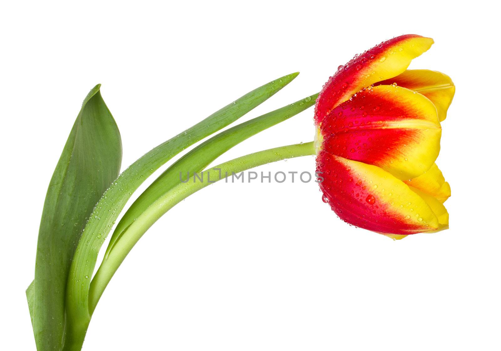 close-up red-yellow tulip, isolated on white