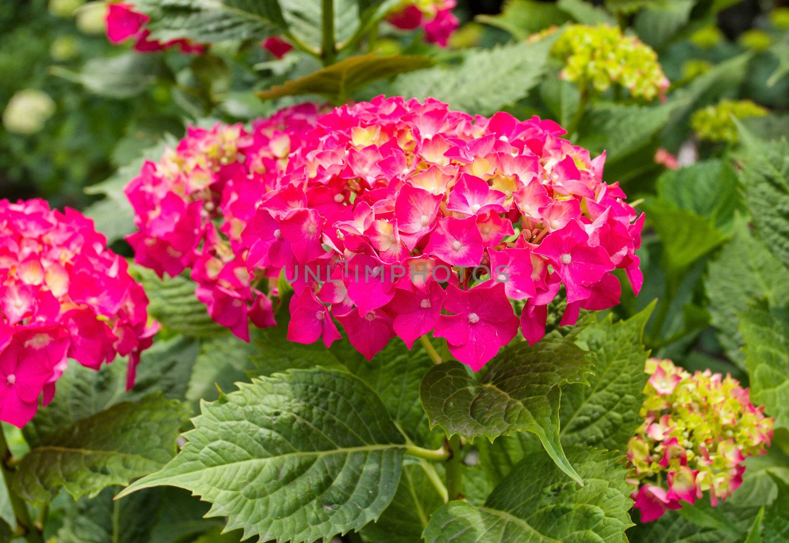 close-up pink hydrangea on green background