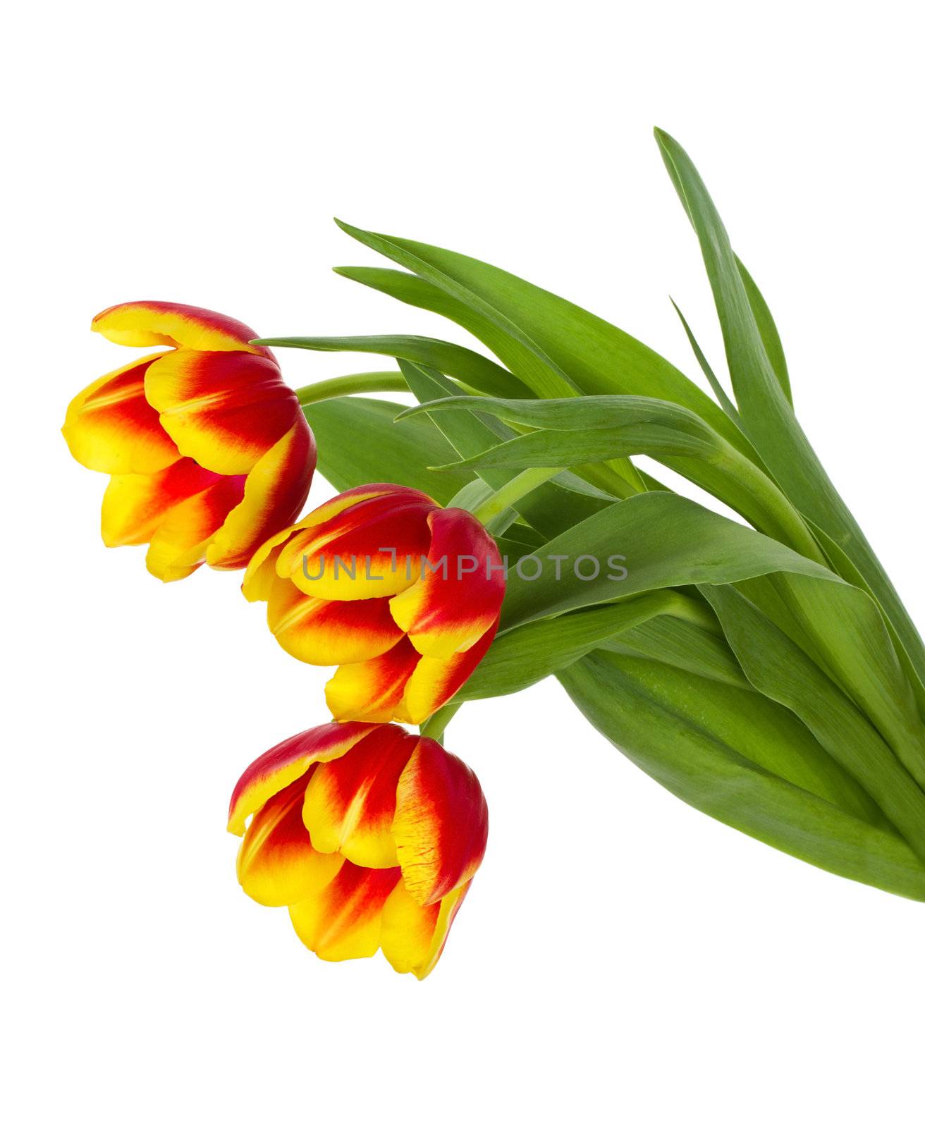 close-up red-yellow tulips bouquet, isolated on white