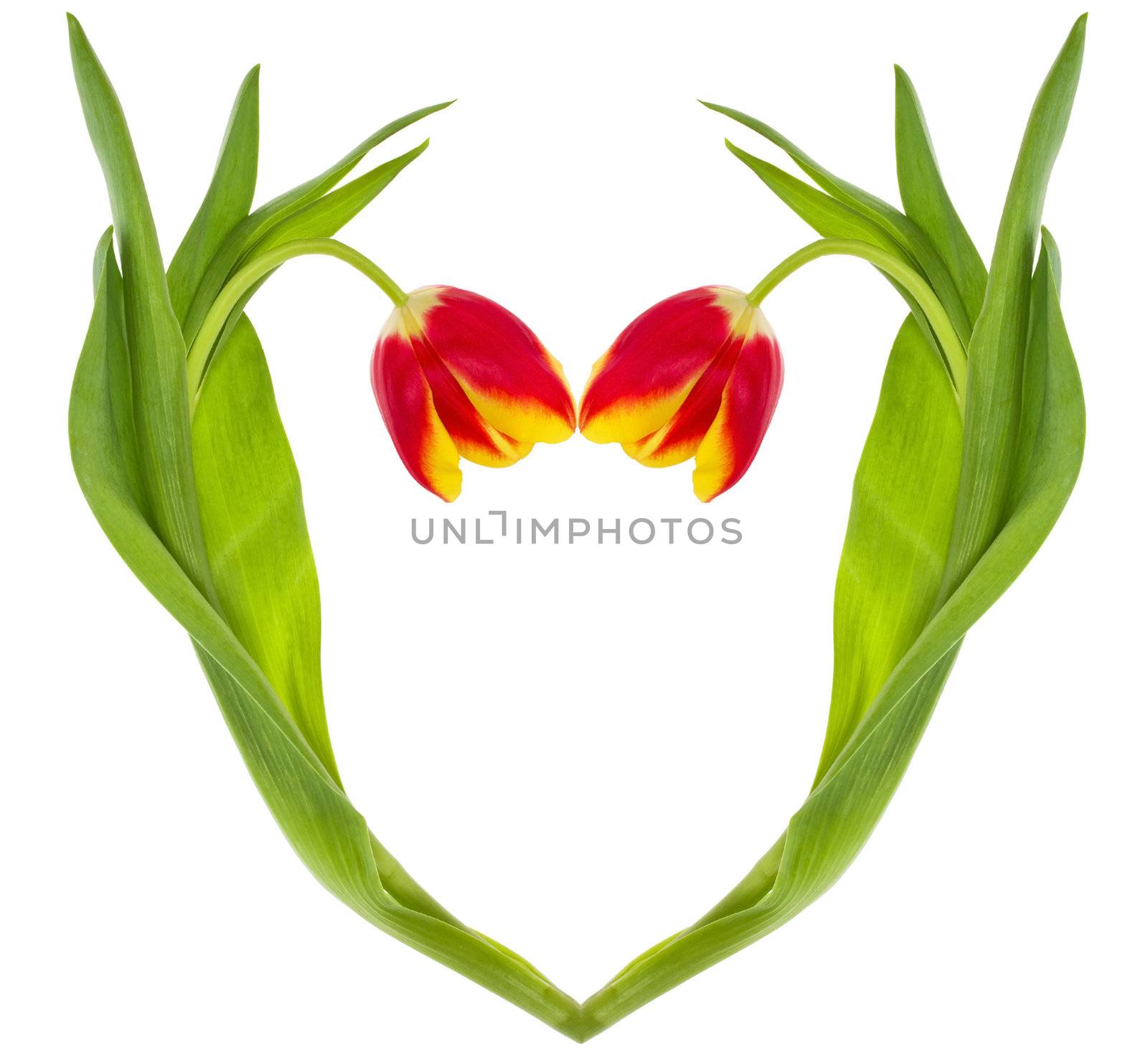 red-yellow tulips heart by Alekcey