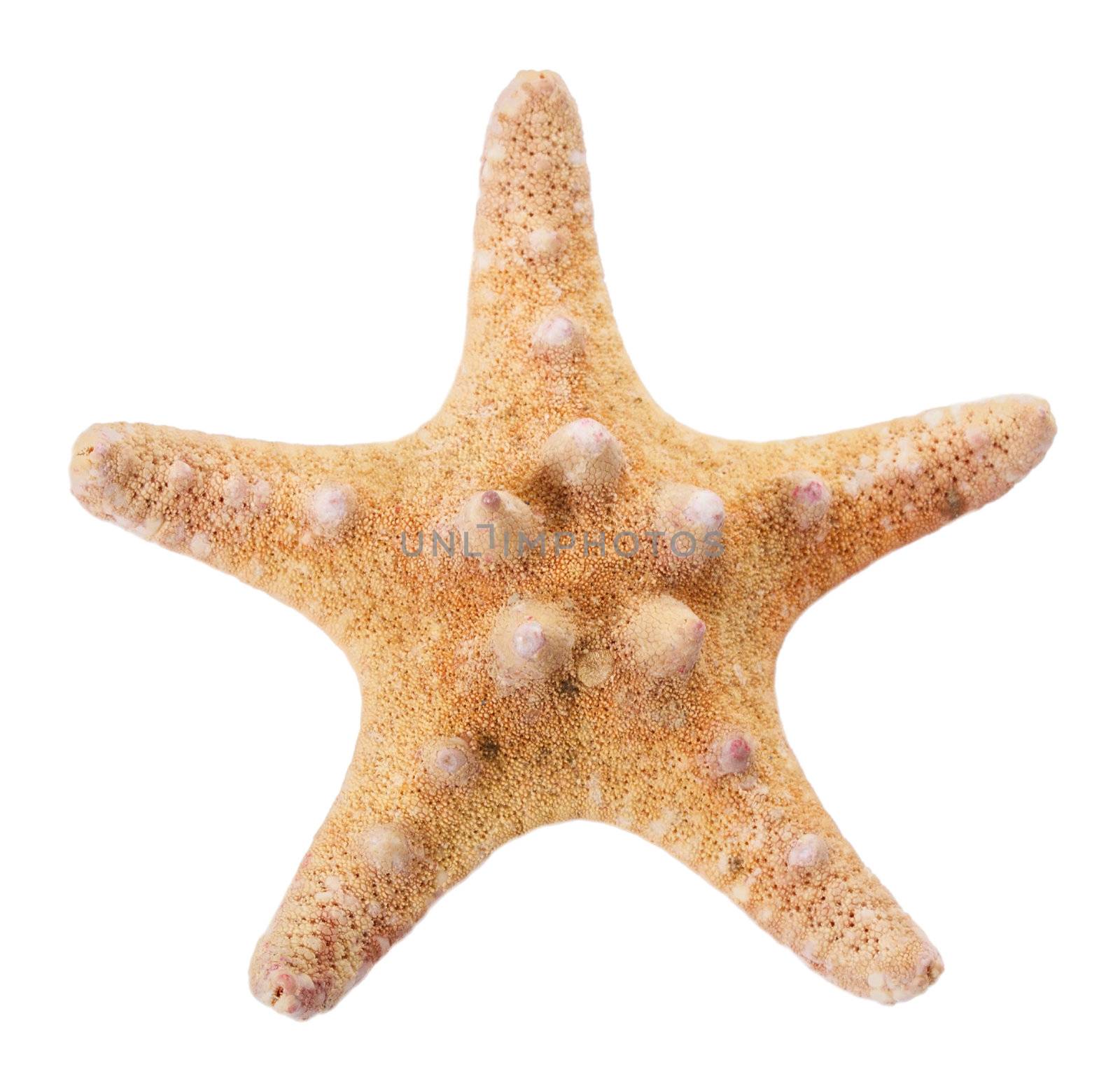 close-up starfish, isolated on white