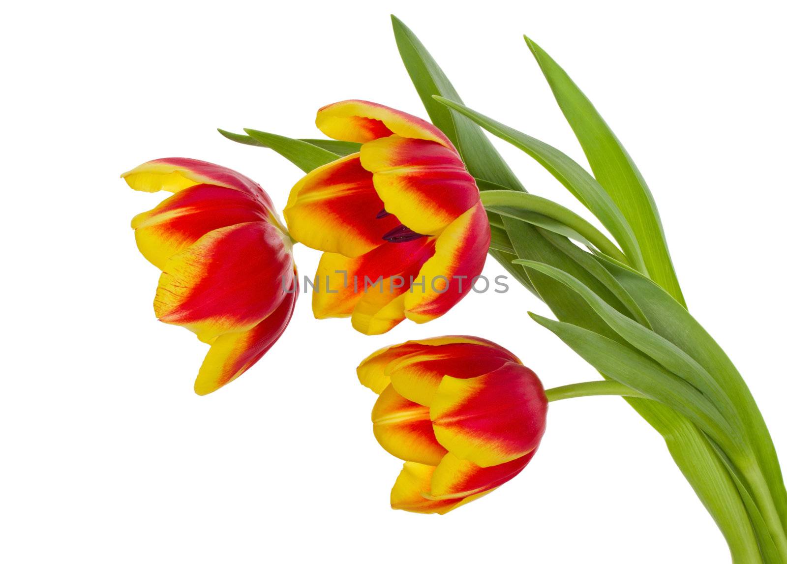 close-up red-yellow tulips bouquet, isolated on white
