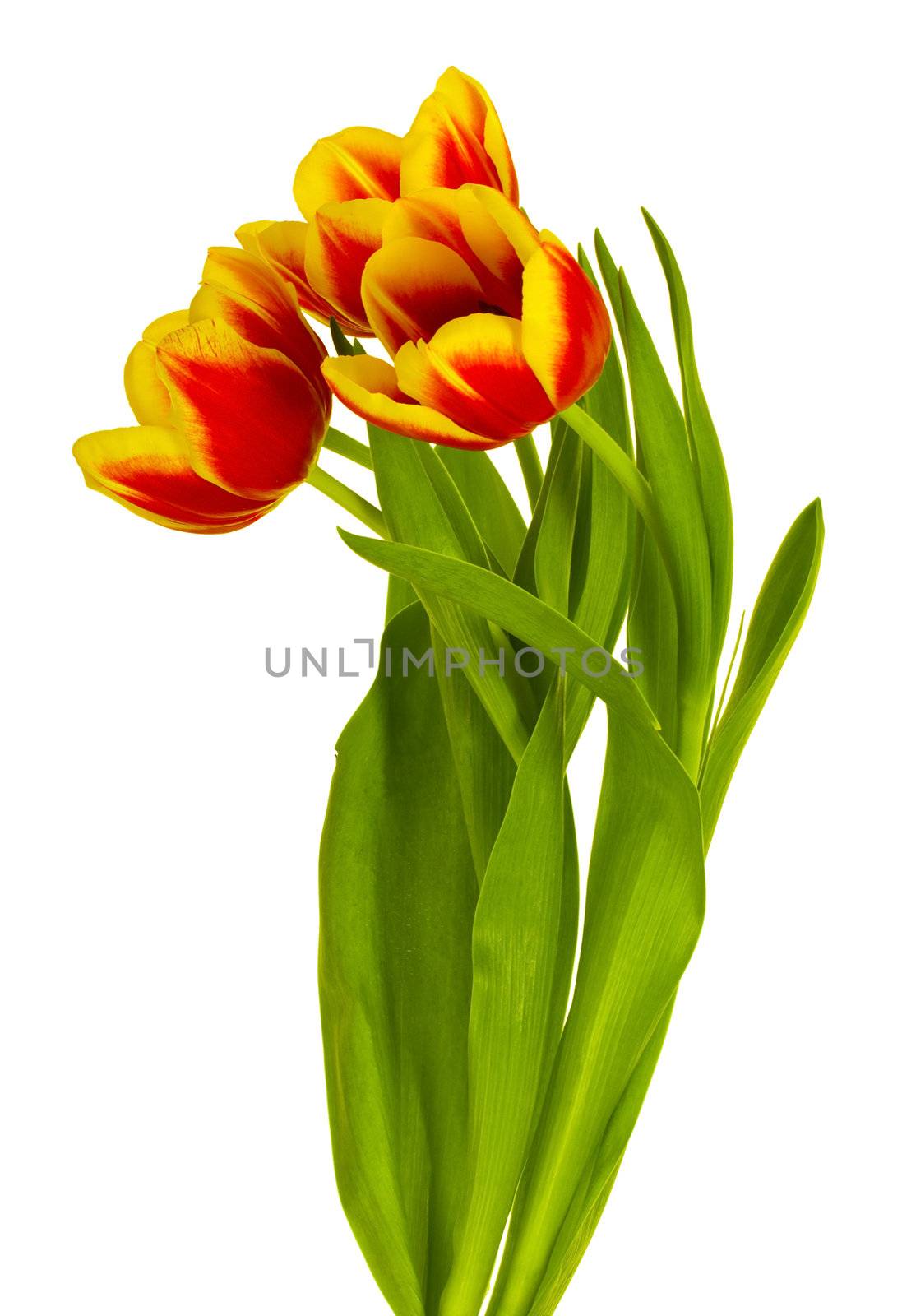 close-up red-yellow tulips bouquet, isolated on white