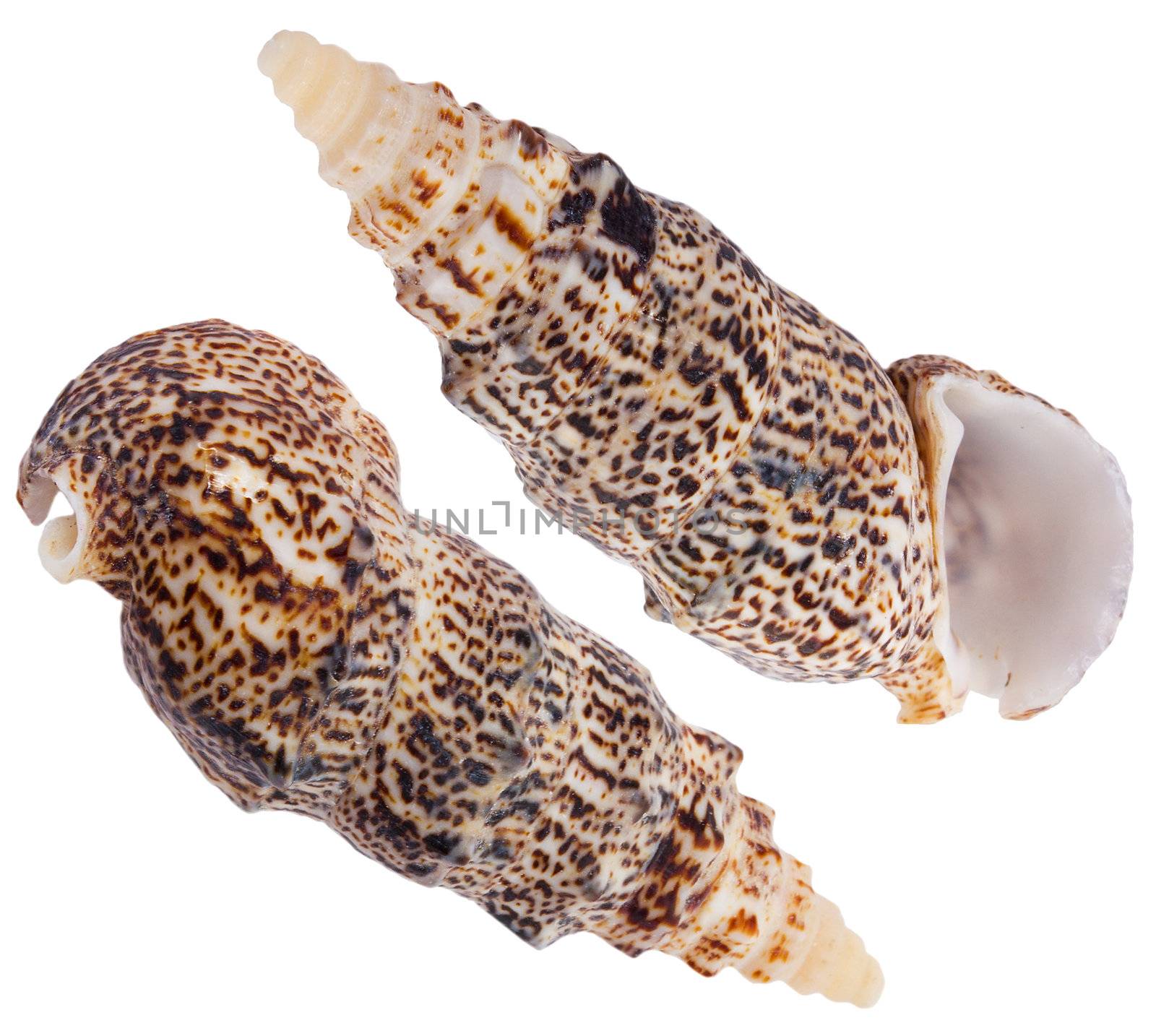 close-up two seashells, isolated on white