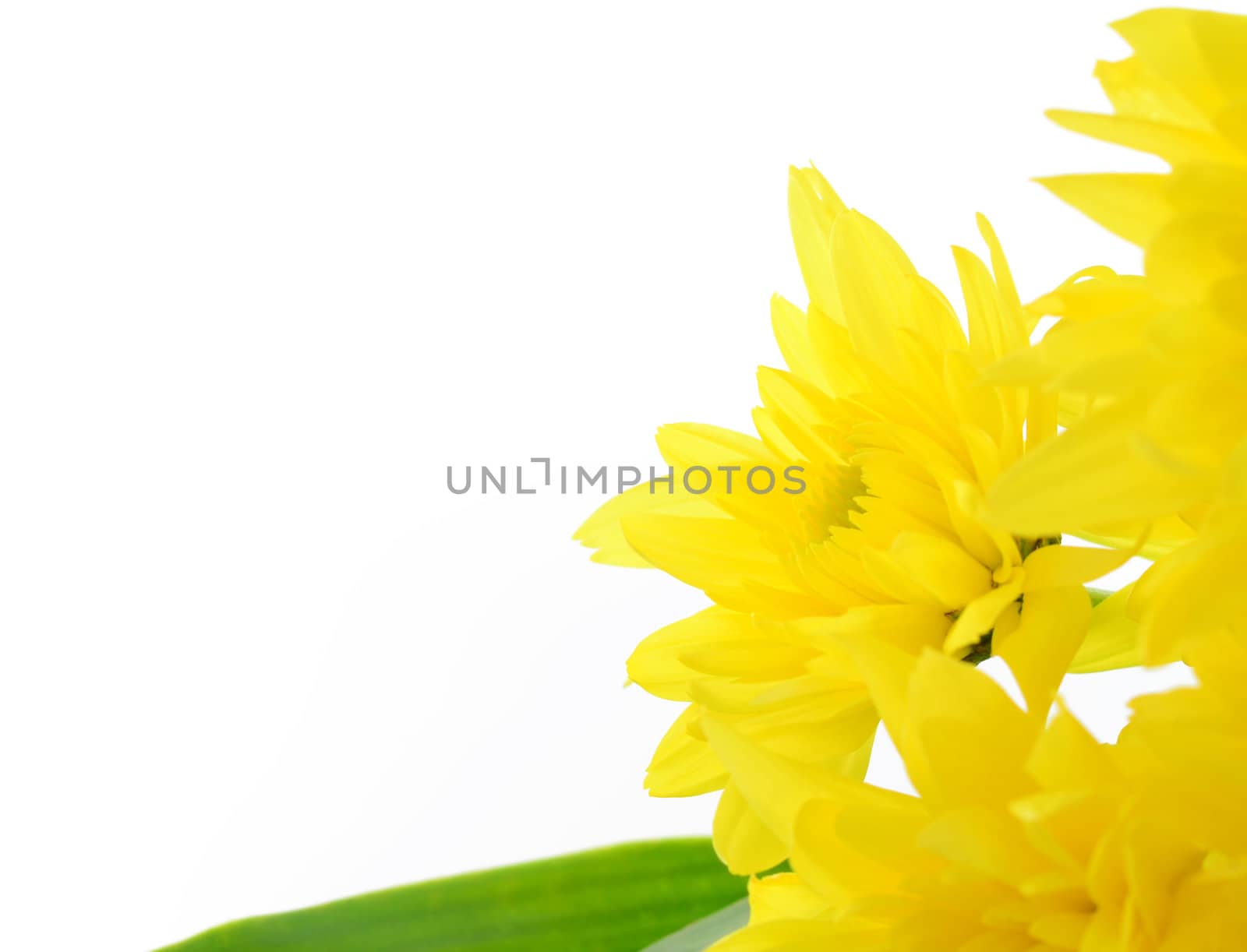chrysanthemum by antpkr