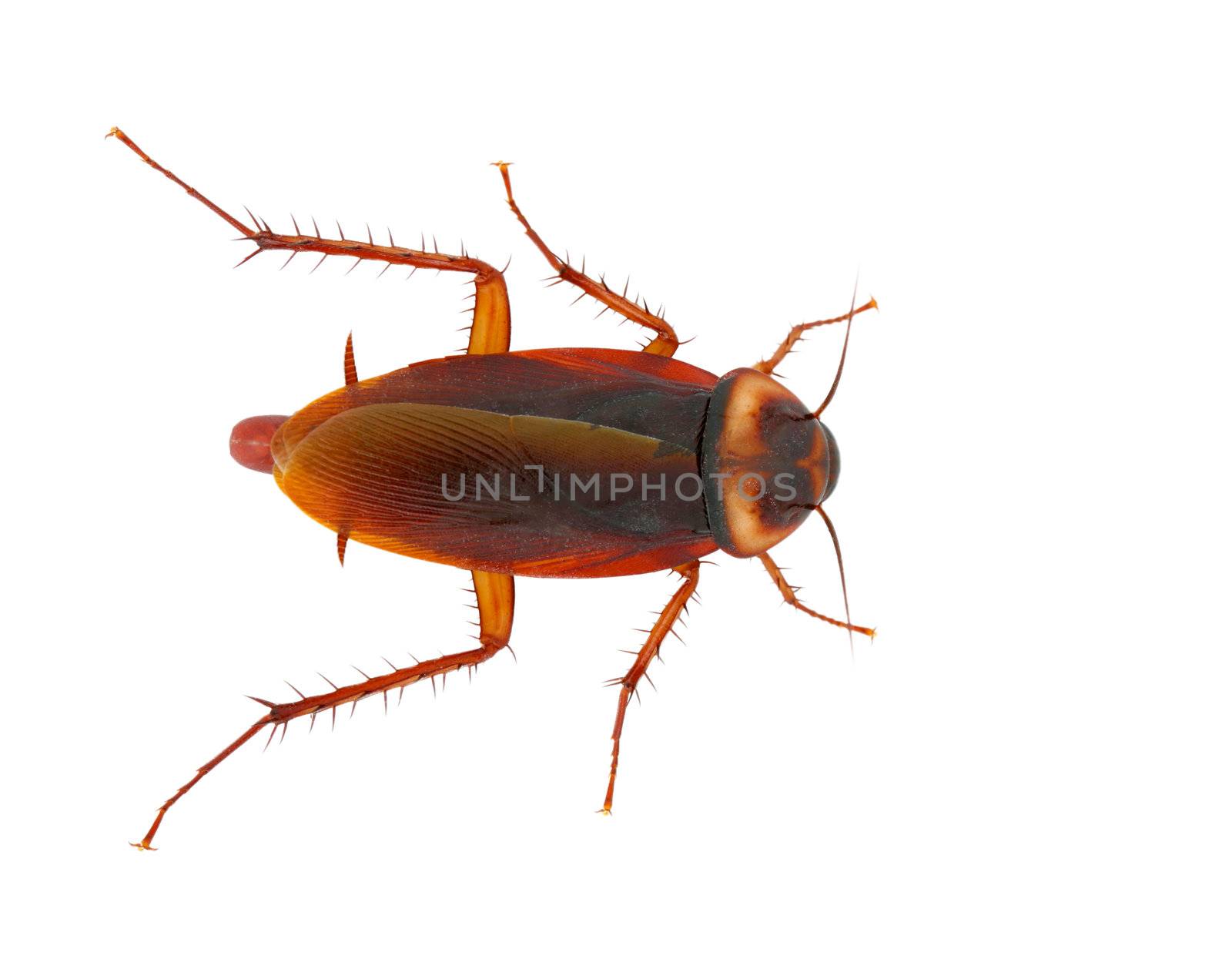 Cockroach by antpkr