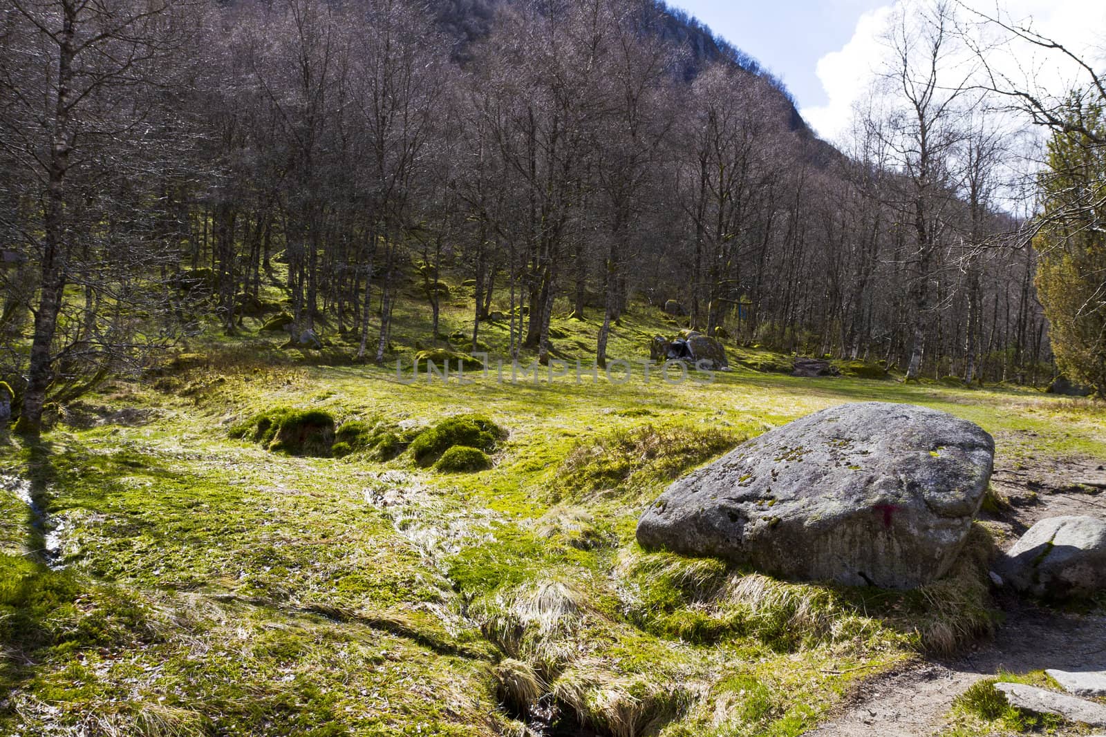 fairy tale forest in norway with moss and birch trees