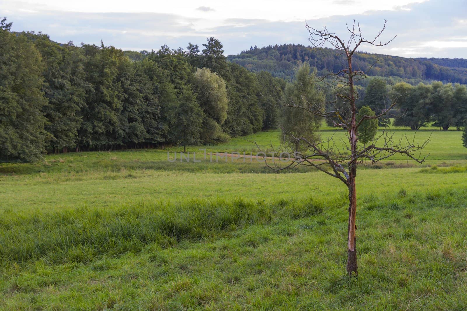 green landscape with dead tree in south germany