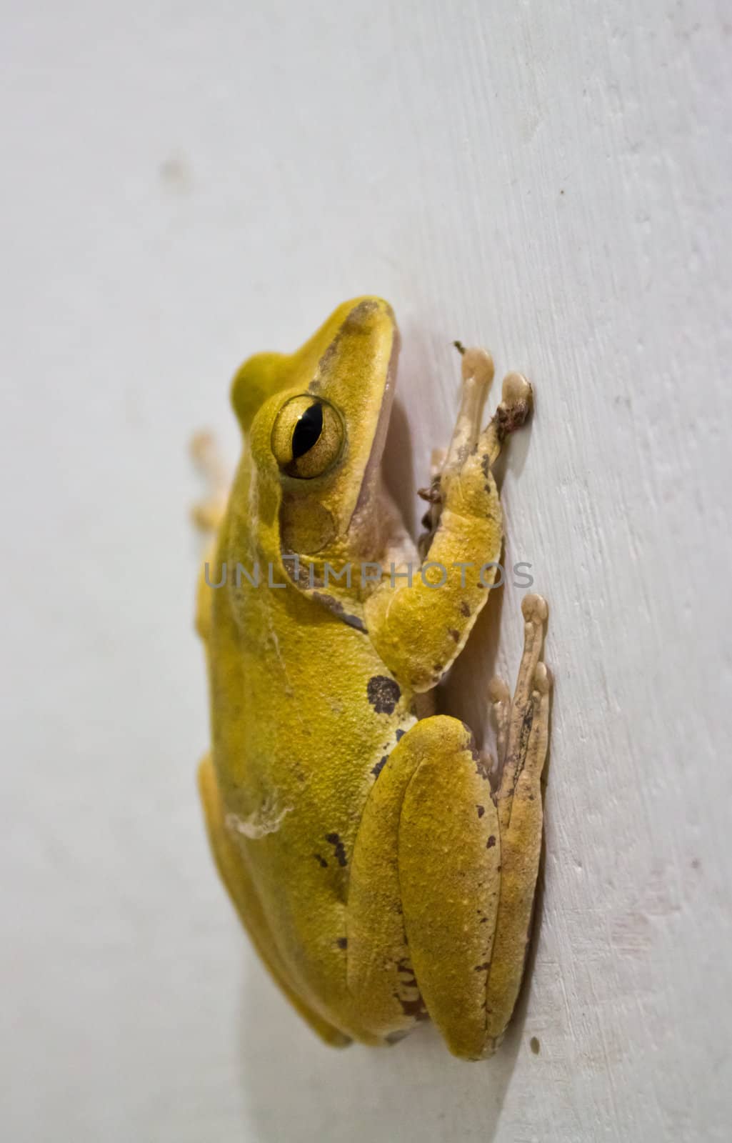 Close-up photos toad