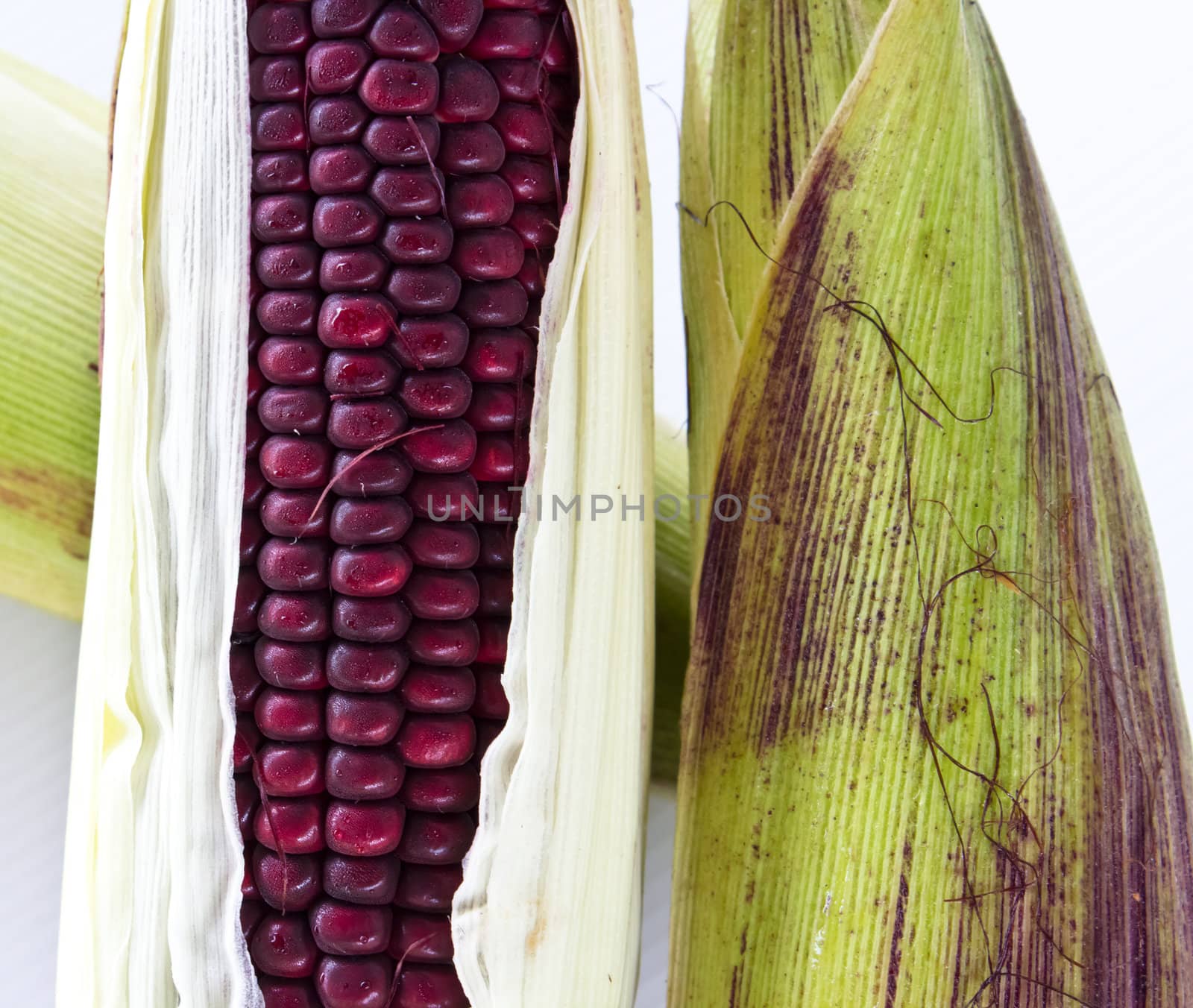 Closeup of Purple Waxy Corn isolated on white background