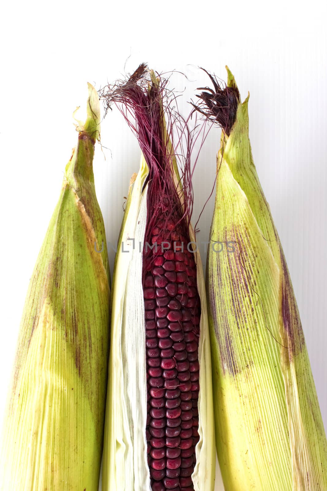 Closeup of Purple Waxy Corn isolated on white background
