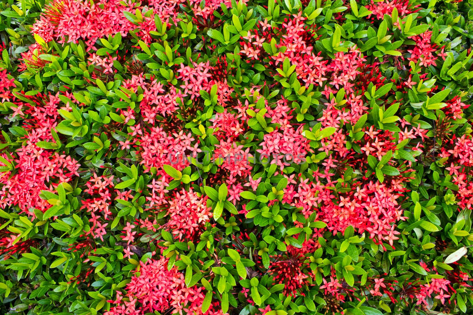 Red needle flower in the park