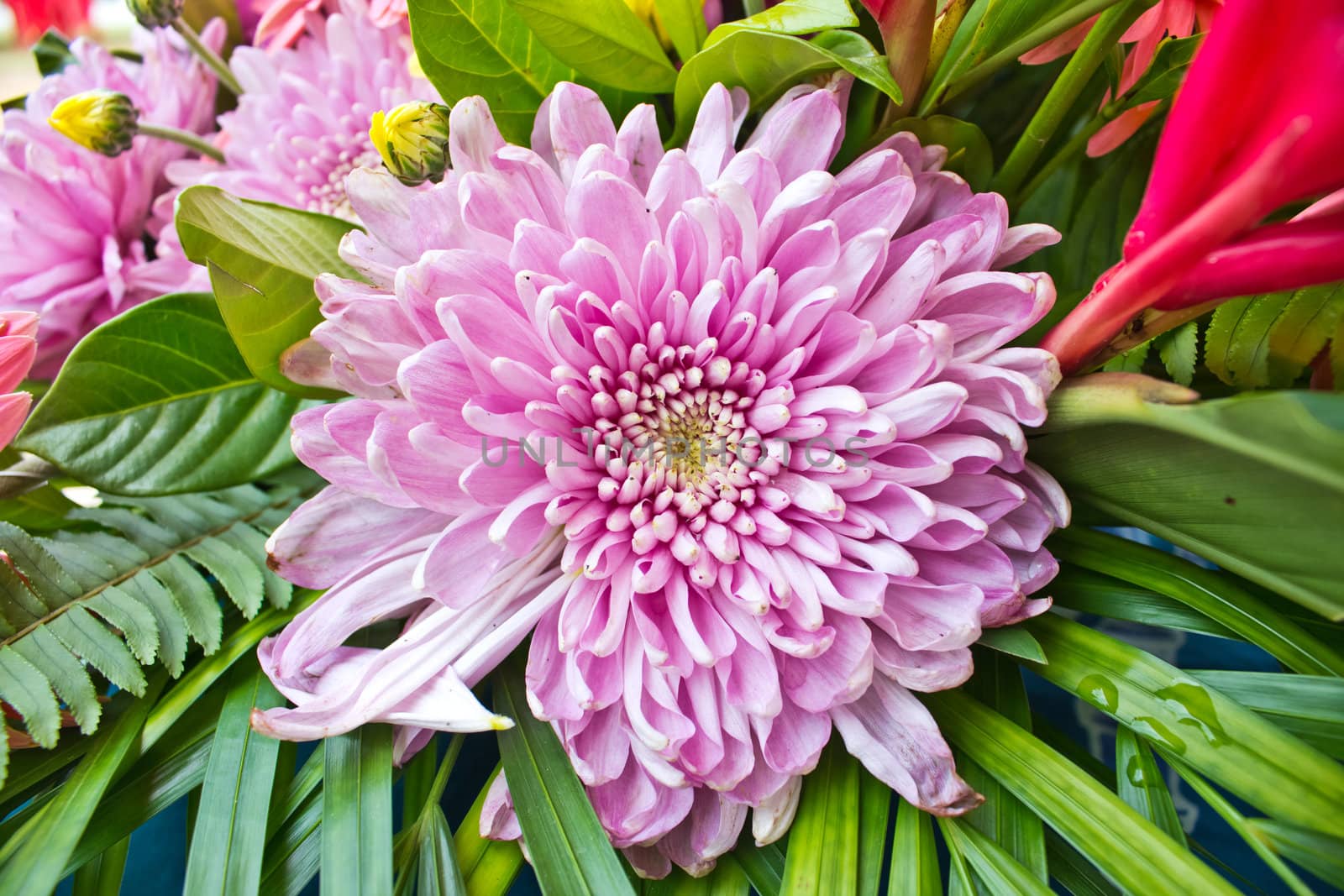 Purple chrysanthemum flowers