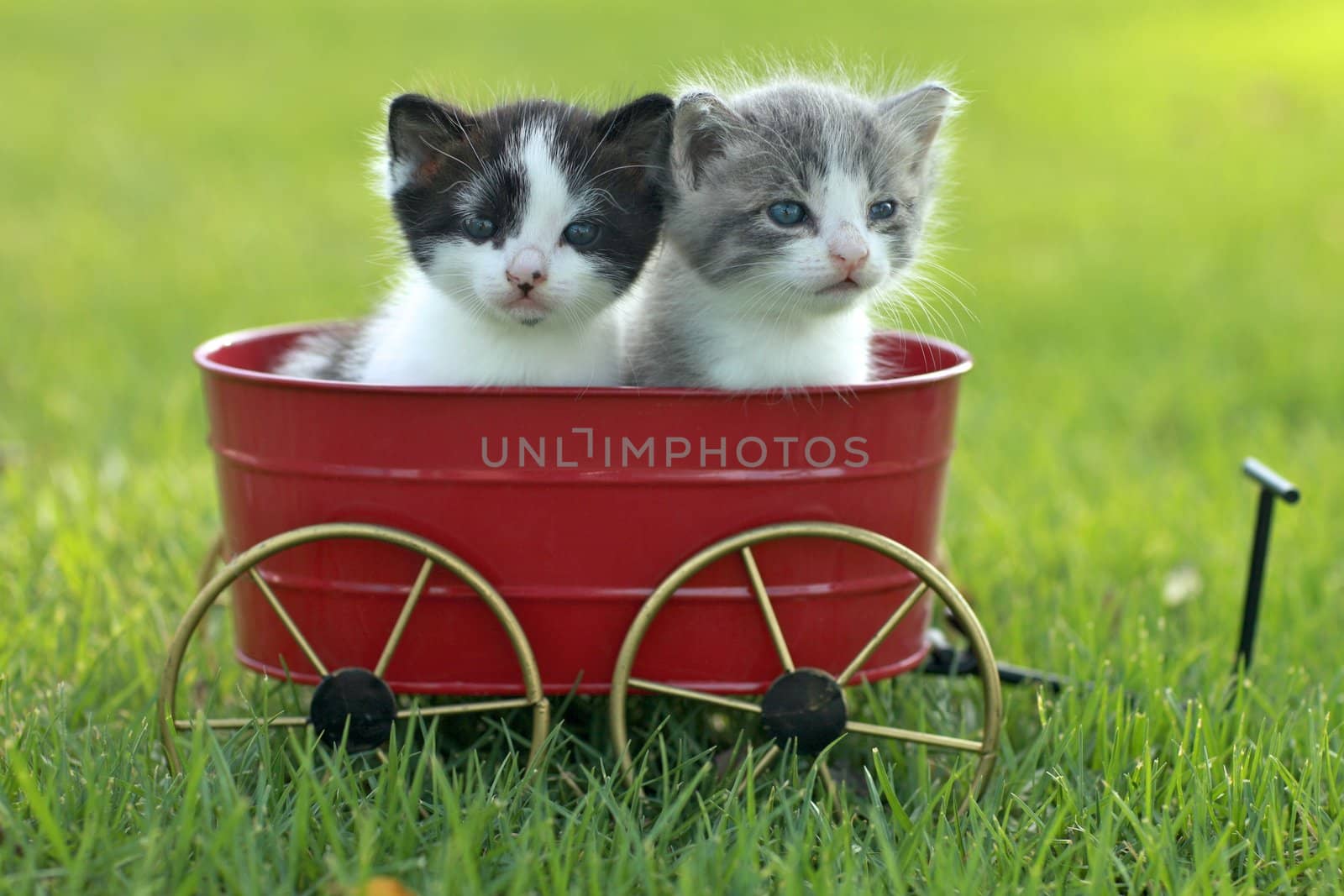 Kittens Outdoors in Natural Light by tobkatrina