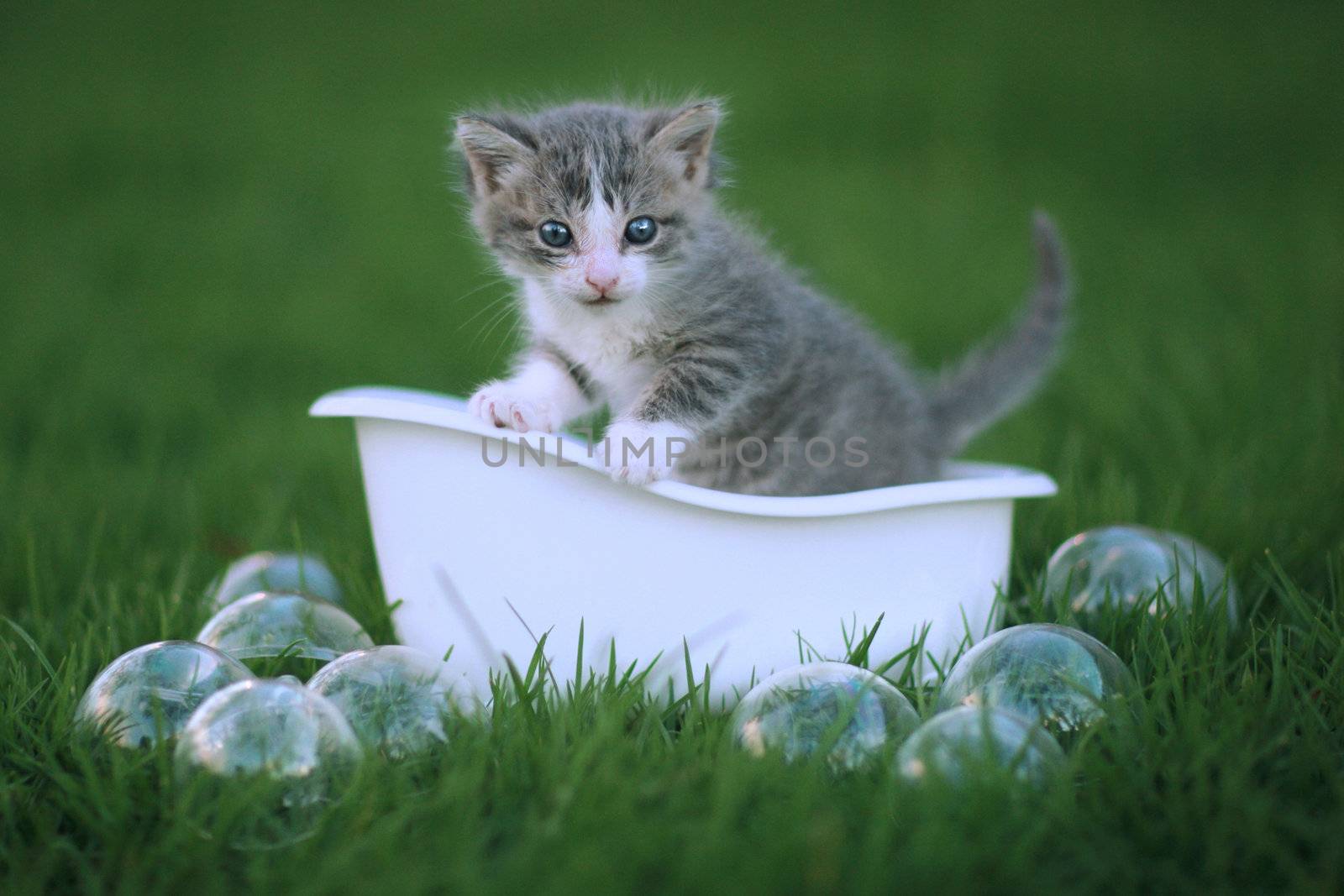 Adorable Newborn Kitten Portrait Outdoors in Green Meadow