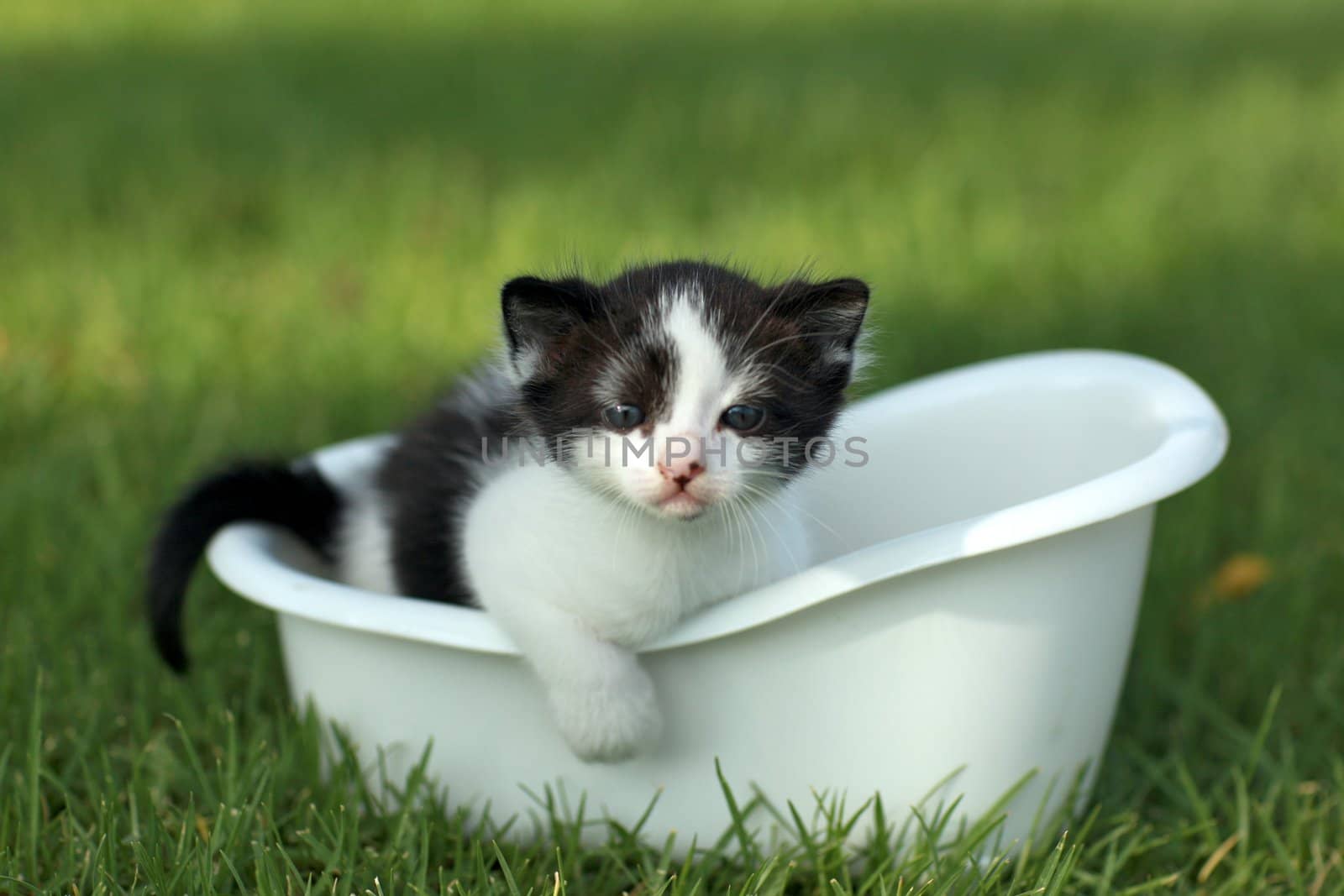 Baby Kitten Outdoors in Grass by tobkatrina