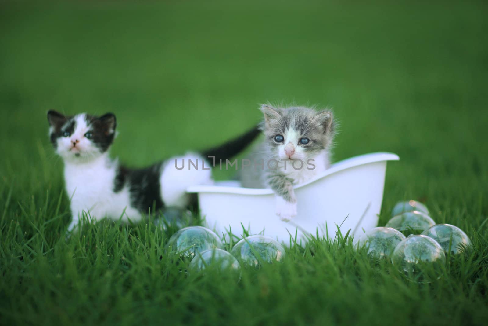 Kittens Outdoors in a Green Meadow of Grass by tobkatrina