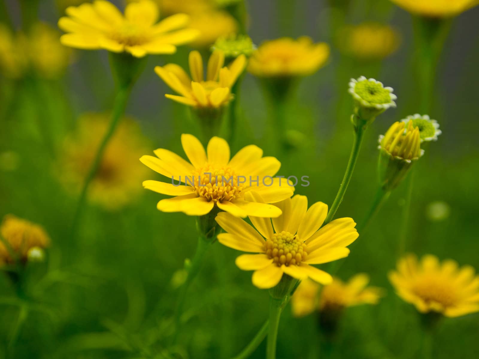 Yellow daisy in the garden by gjeerawut