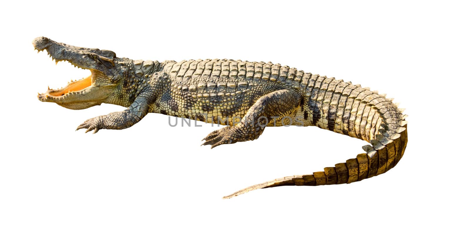 Dangerous crocodile open mouth isolated with clipping path