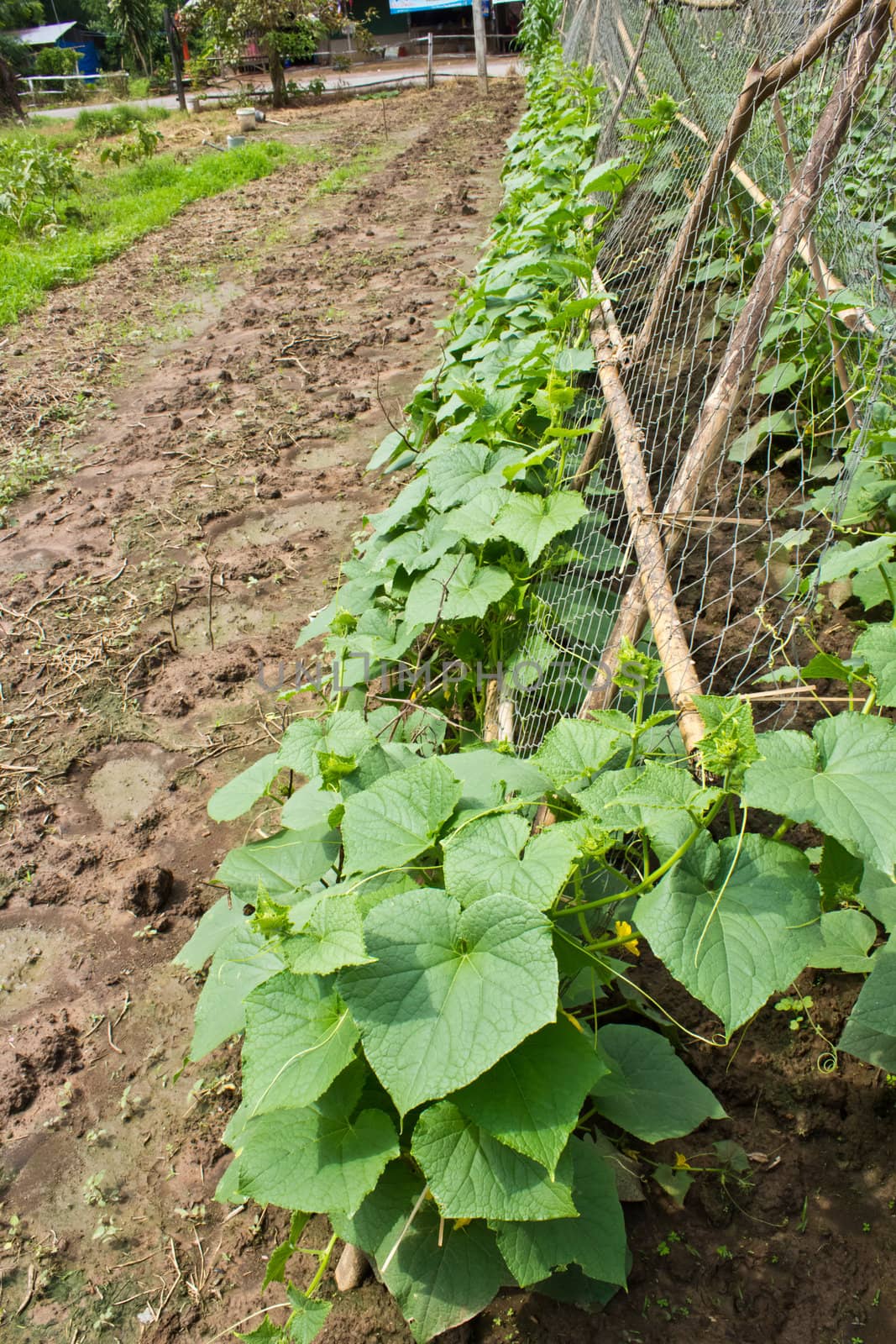 Small vegetable zucchini