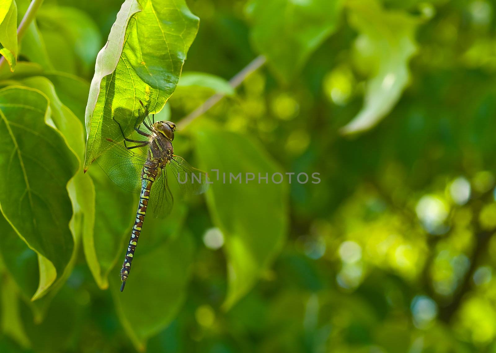Dragonfly in a Green Tree on a Sunny Day