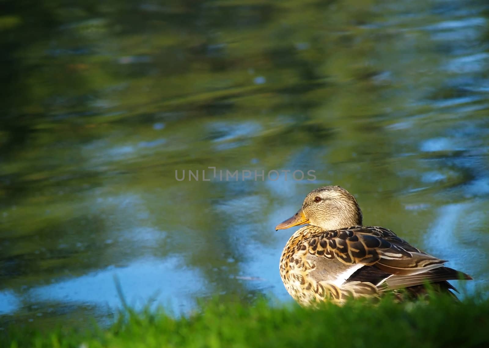 Duck at the Water's Edge by Frankljunior
