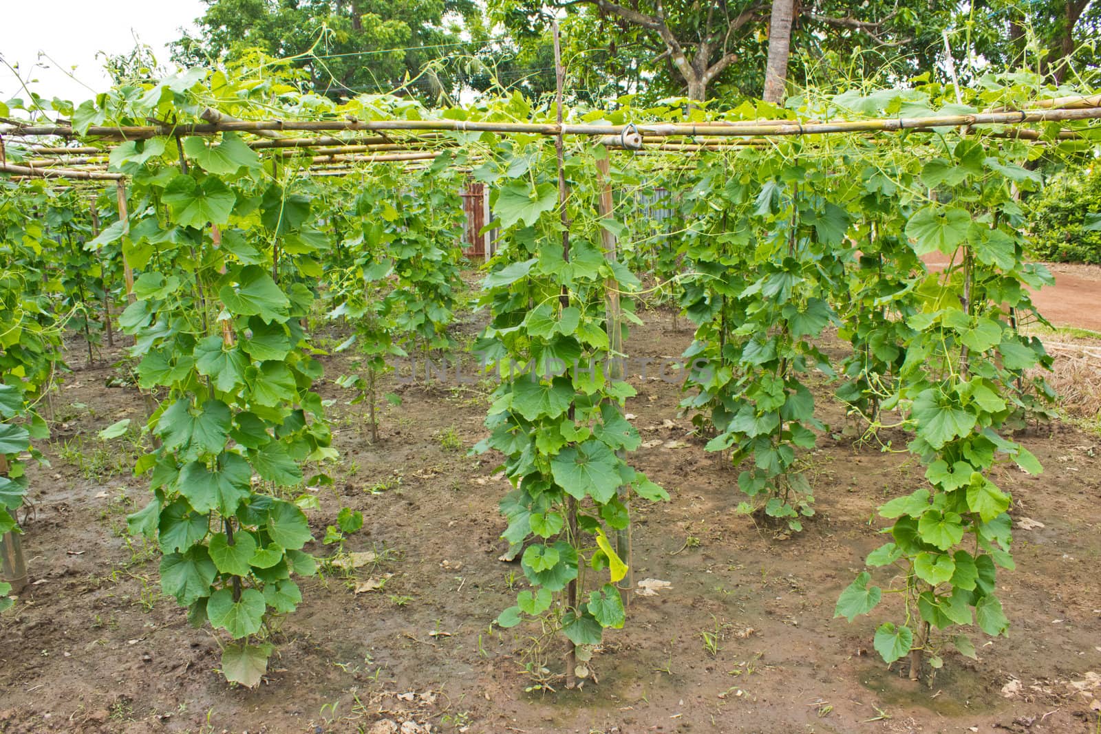 Small vegetable zucchini