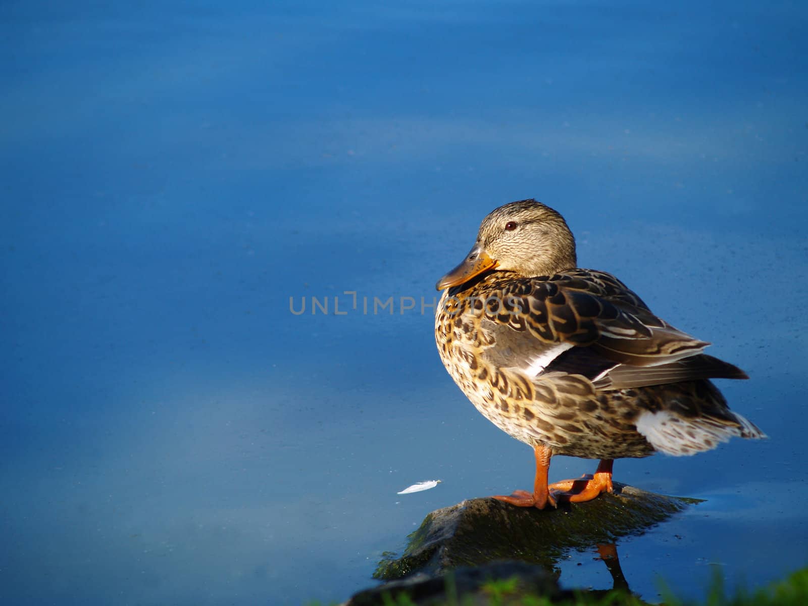 Duck at the Water's Edge by Frankljunior