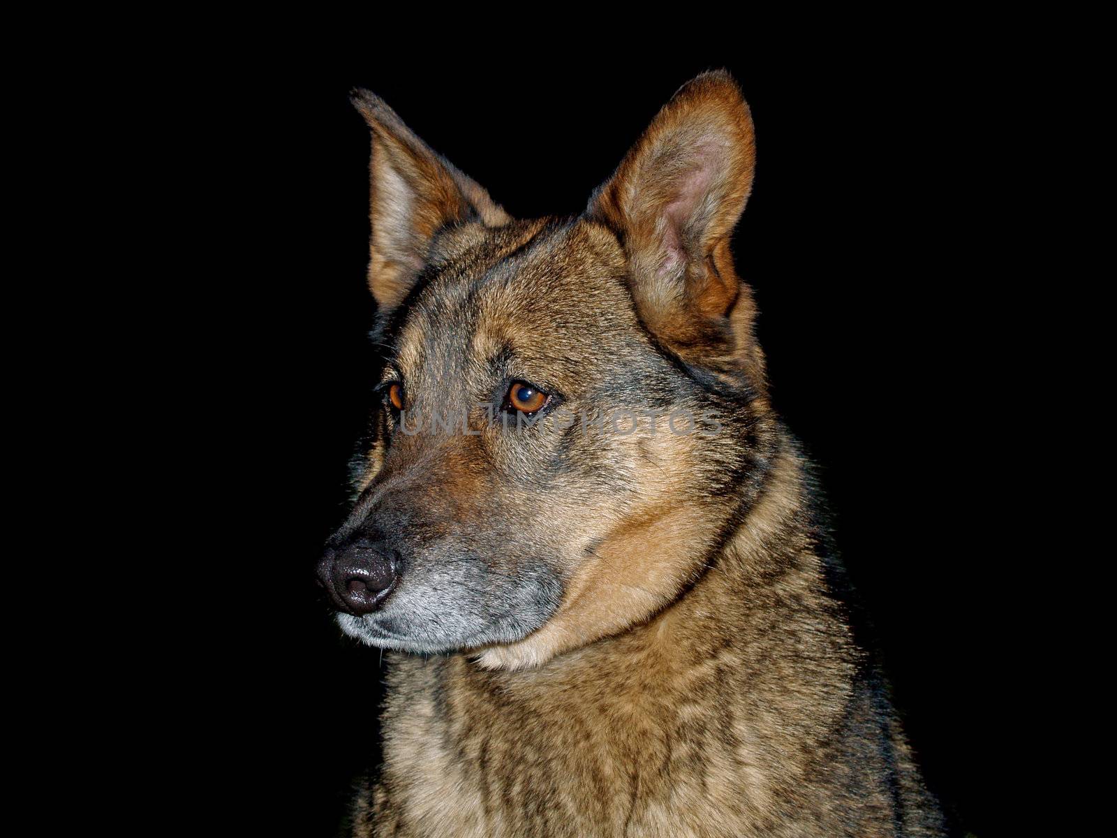 German Shepherd Isolated on Black