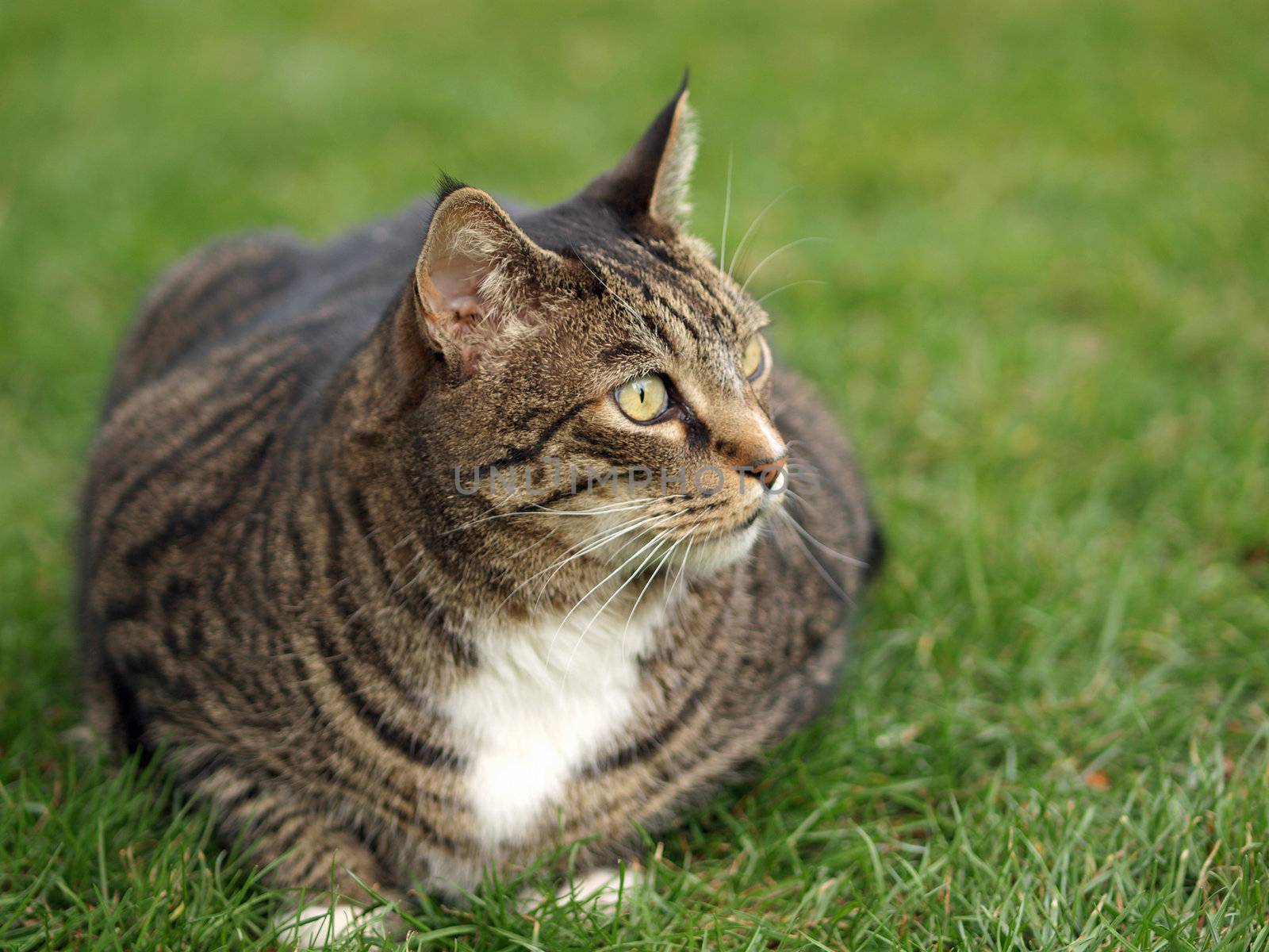 An Adult Tabby Cat Outdoors in a Grassy Yard