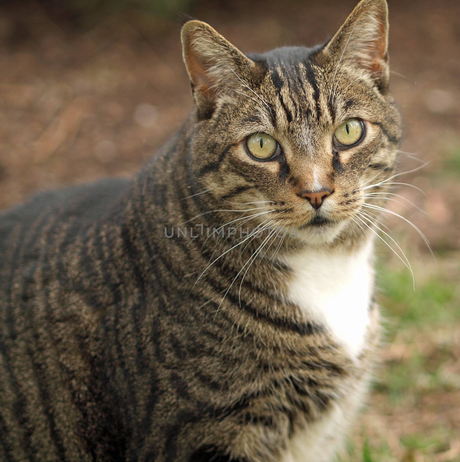 An Adult Tabby Cat Outdoors in a Grassy Yard