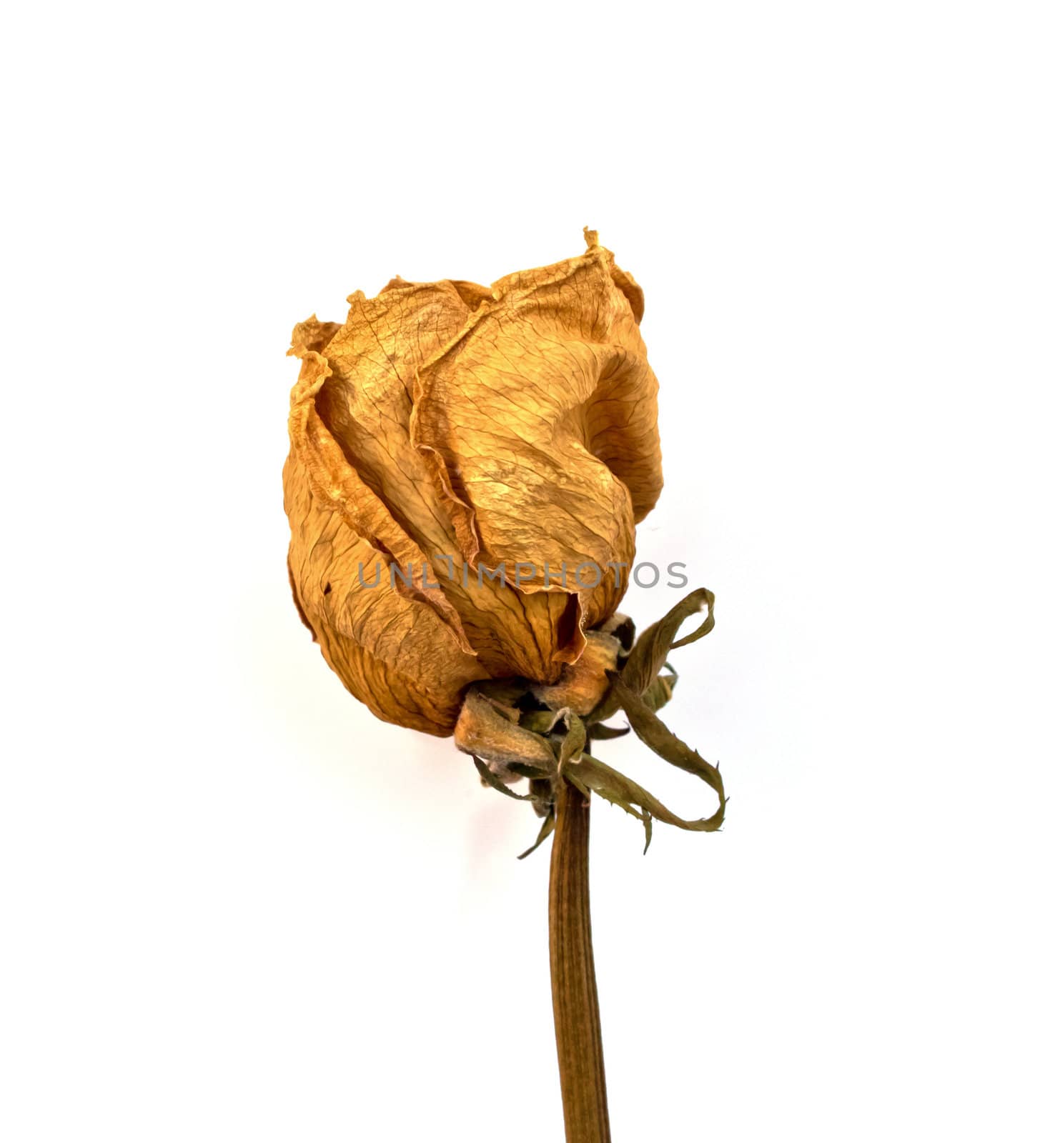 Dried rose on whiteground