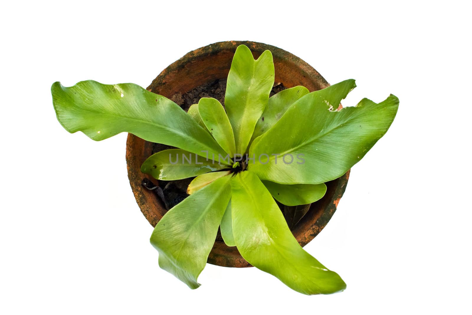 Fern in a pot isolated on white ,top view