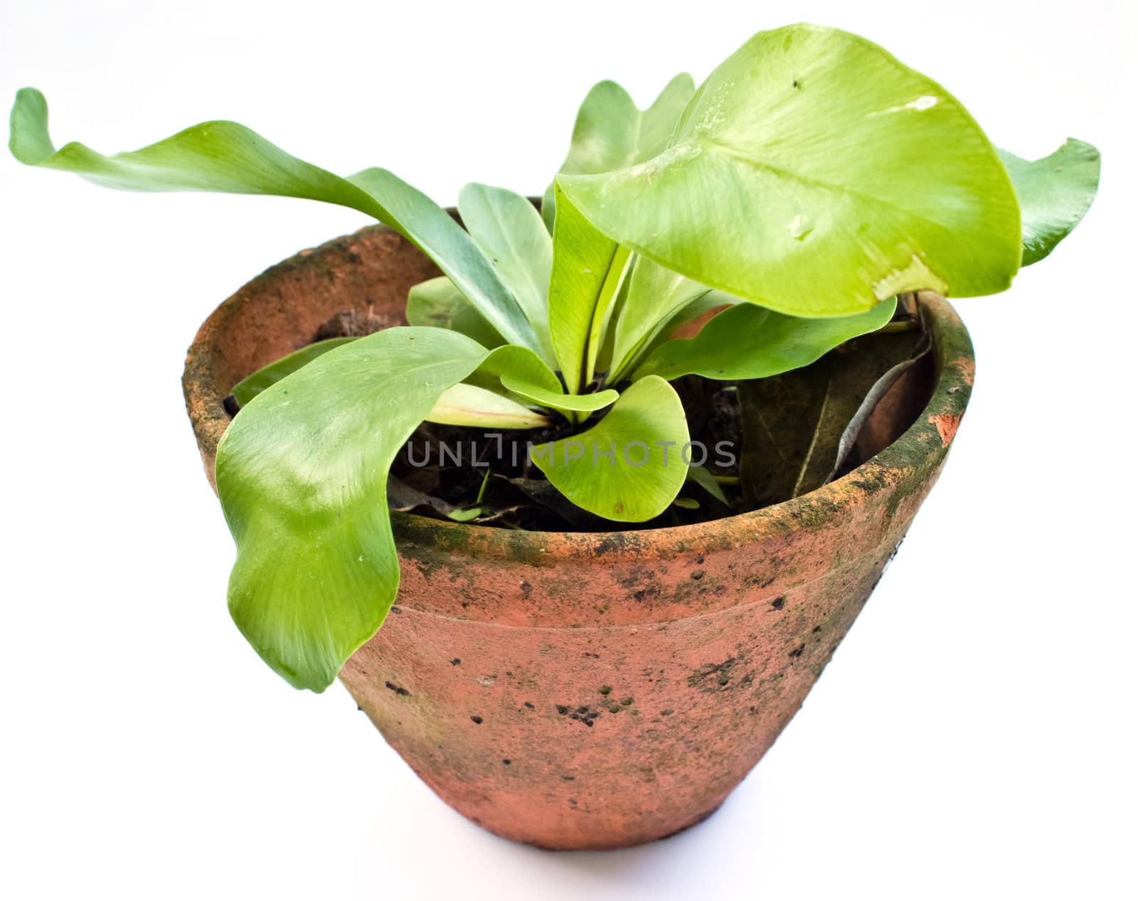 Fern in a pot isolated on white ,side view