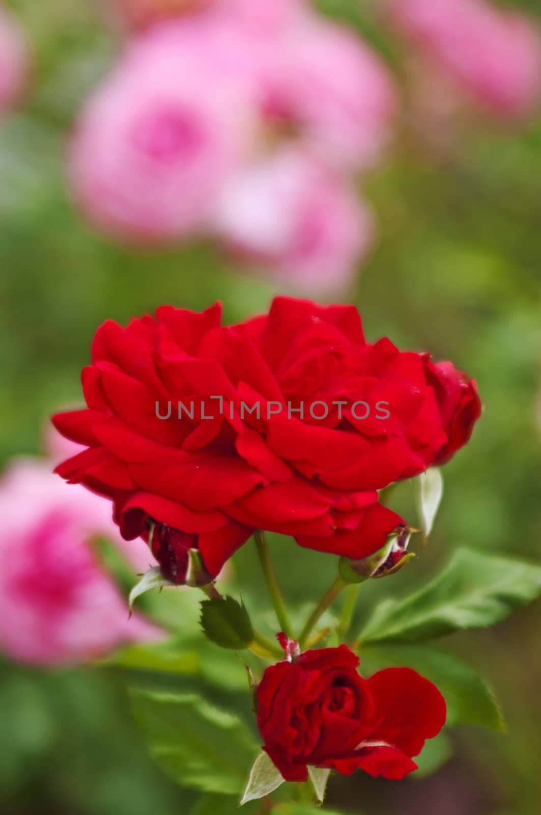 red rose by Jochen