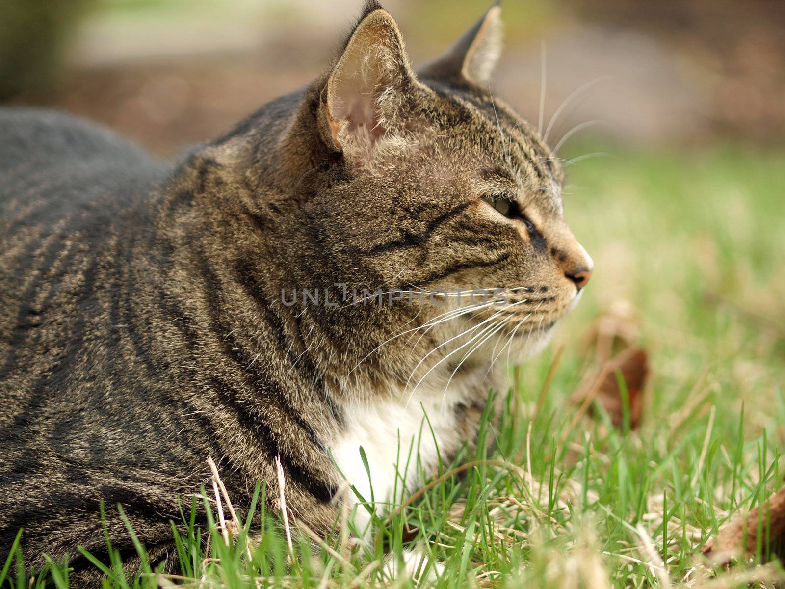 An Adult Tabby Cat by Frankljunior